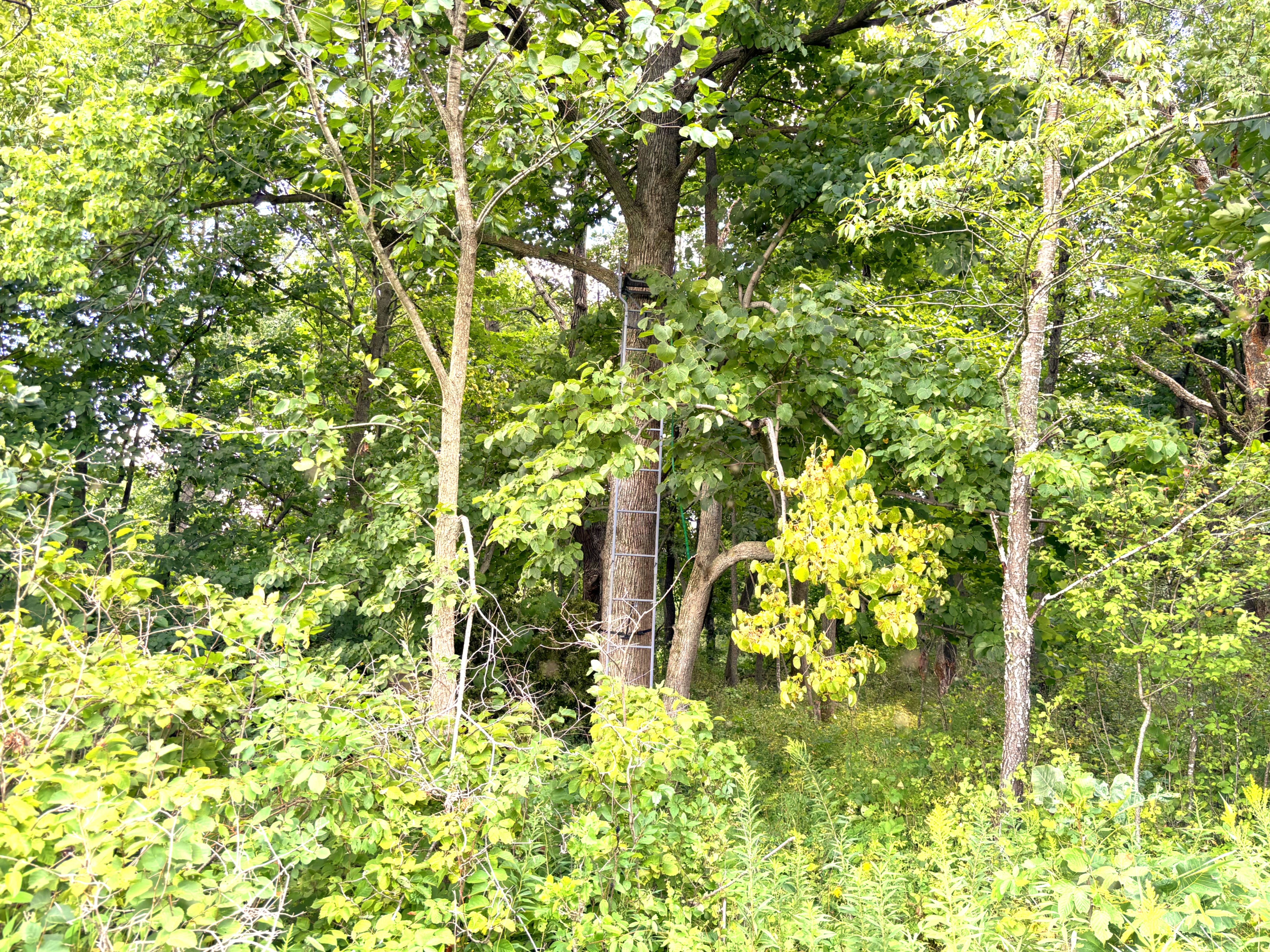 Listing Photo: Buchanan County building site